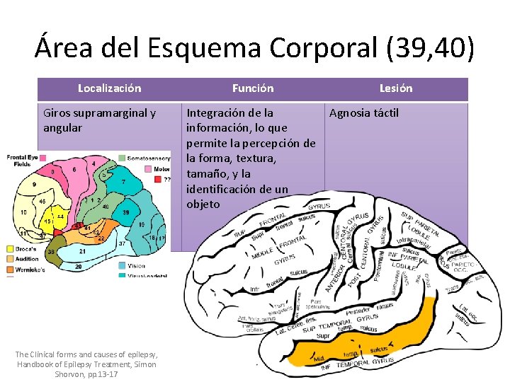 Área del Esquema Corporal (39, 40) Localización Giros supramarginal y angular The Clinical forms