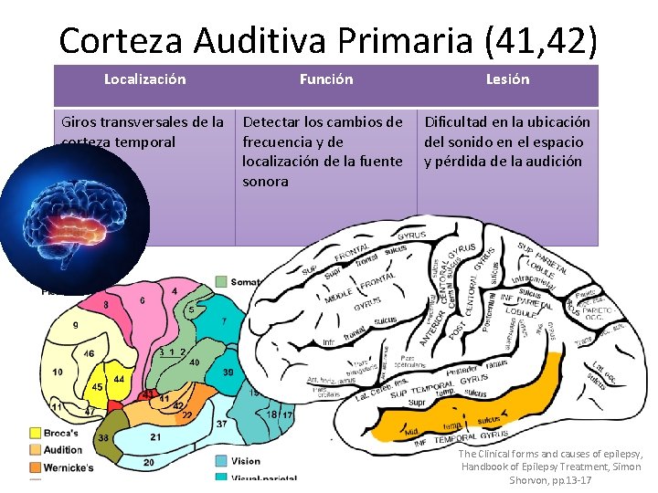 Corteza Auditiva Primaria (41, 42) Localización Función Giros transversales de la Detectar los cambios