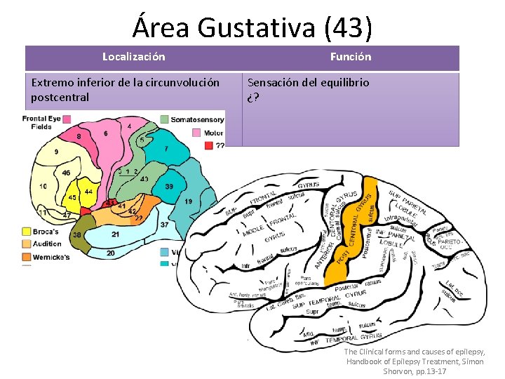 Área Gustativa (43) Localización Extremo inferior de la circunvolución postcentral Función Sensación del equilibrio