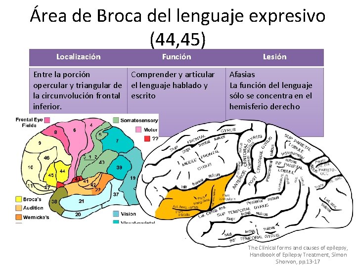 Área de Broca del lenguaje expresivo (44, 45) Localización Función Entre la porción Comprender