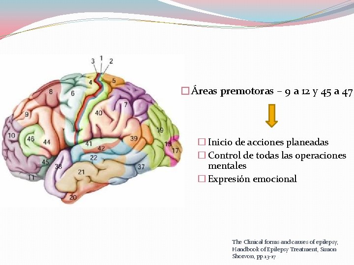 �Áreas premotoras – 9 a 12 y 45 a 47 � Inicio de acciones