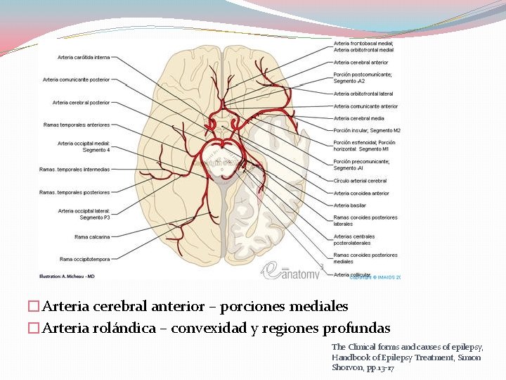 �Arteria cerebral anterior – porciones mediales �Arteria rolándica – convexidad y regiones profundas The