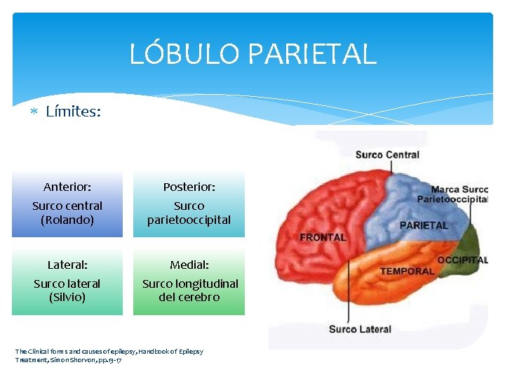 LÓBULO PARIETAL Límites: Anterior: Surco central (Rolando) Posterior: Surco parietooccipital Lateral: Surco lateral (Silvio)