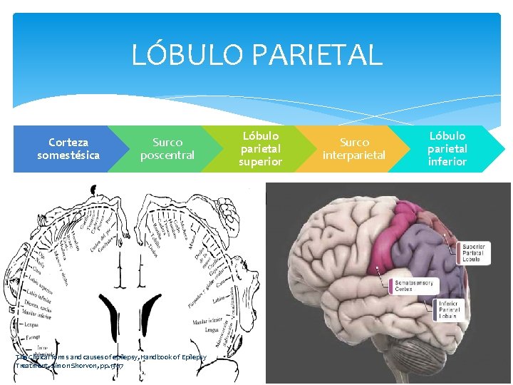 LÓBULO PARIETAL Corteza somestésica División: Surco poscentral The Clinical forms and causes of epilepsy,