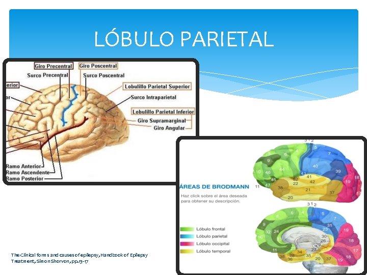 LÓBULO PARIETAL The Clinical forms and causes of epilepsy, Handbook of Epilepsy Treatment, Simon