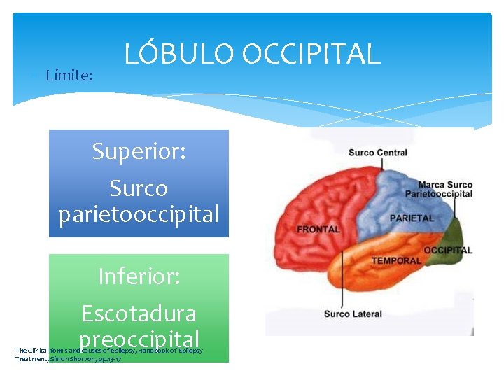  Límite: LÓBULO OCCIPITAL Superior: Surco parietooccipital Inferior: Escotadura preoccipital The Clinical forms and