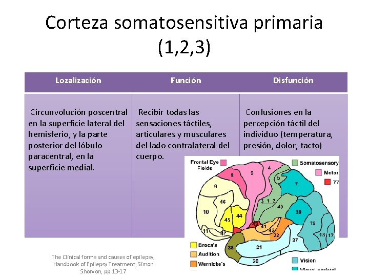 Corteza somatosensitiva primaria (1, 2, 3) Lozalización Función Circunvolución poscentral en la superficie lateral