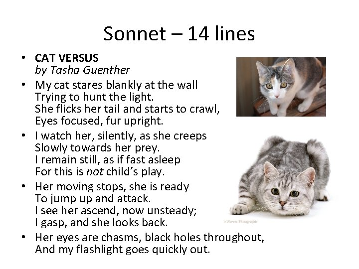 Sonnet – 14 lines • CAT VERSUS by Tasha Guenther • My cat stares