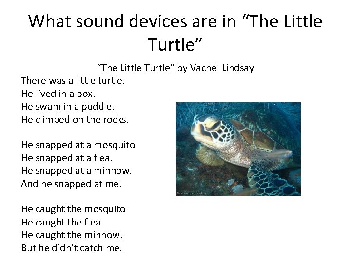 What sound devices are in “The Little Turtle” by Vachel Lindsay There was a