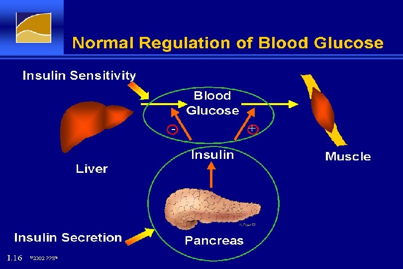 Normal Regulation of Blood Glucose 
