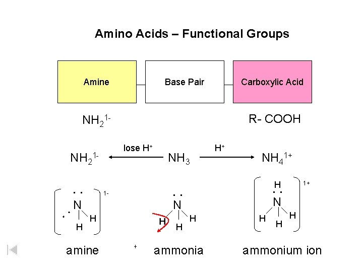 Amino Acids – Functional Groups Amine Base Pair Carboxylic Acid R- COOH NH 21