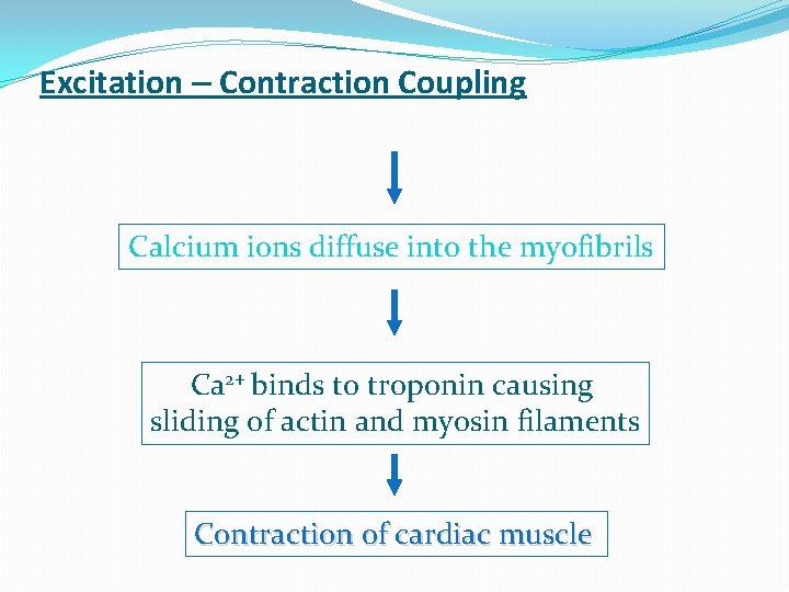 Excitation – Contraction Coupling Calcium ions diffuse into the myofibrils Ca 2+ binds to