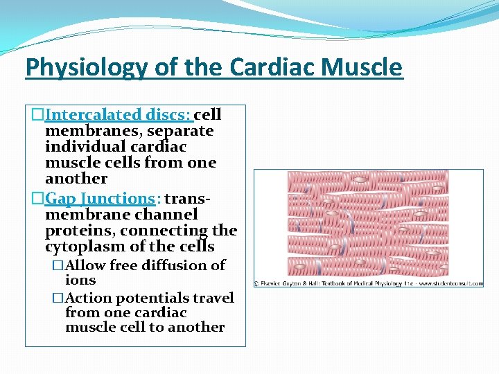 Physiology of the Cardiac Muscle �Intercalated discs: cell membranes, separate individual cardiac muscle cells
