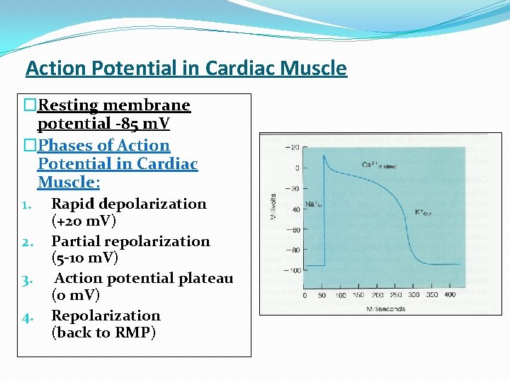 Action Potential in Cardiac Muscle �Resting membrane potential -85 m. V �Phases of Action