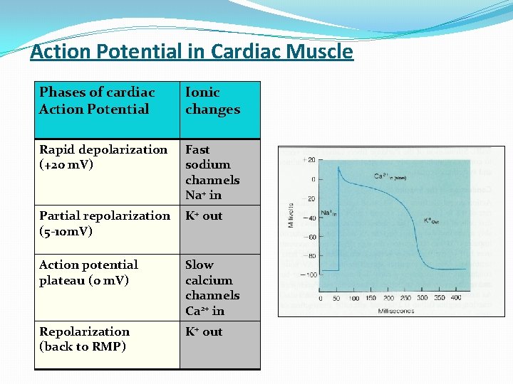 Action Potential in Cardiac Muscle Phases of cardiac Action Potential Ionic changes Rapid depolarization