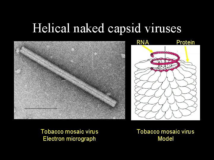 Helical naked capsid viruses RNA Tobacco mosaic virus Electron micrograph Protein Tobacco mosaic virus