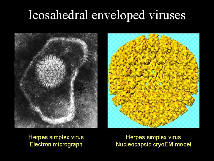 Icosahedral enveloped viruses Herpes simplex virus Electron micrograph Herpes simplex virus Nucleocapsid cryo. EM