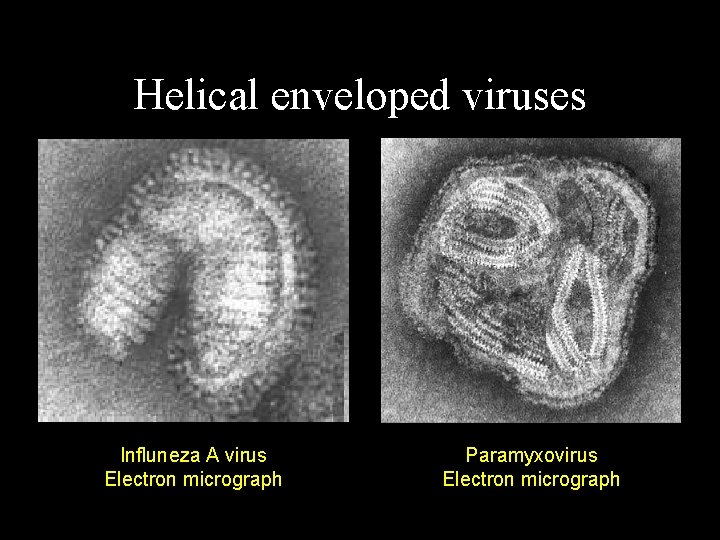 Helical enveloped viruses Influneza A virus Electron micrograph Paramyxovirus Electron micrograph 