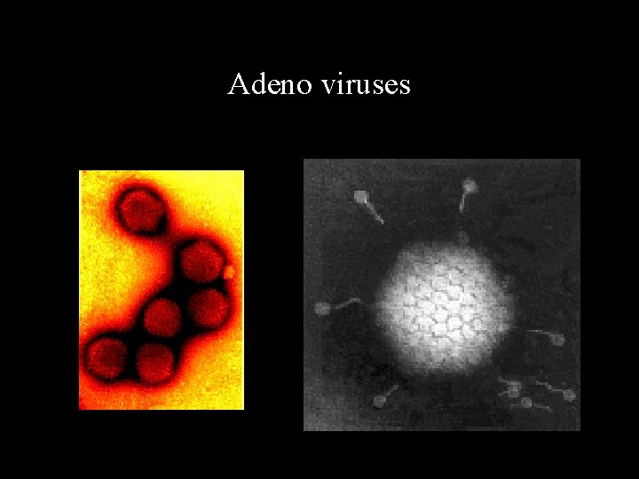 Adeno viruses 