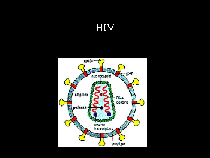 HIV 