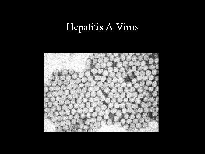 Hepatitis A Virus 