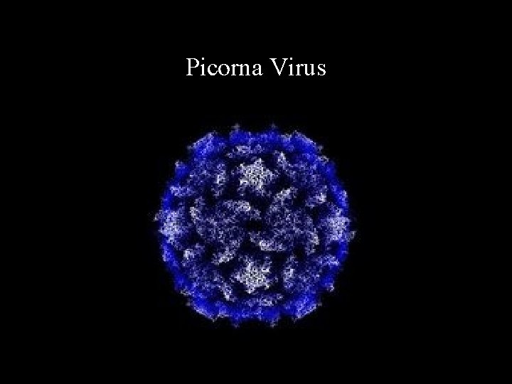 Picorna Virus 