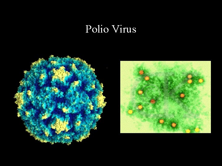 Polio Virus 