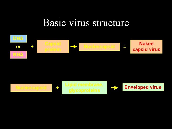 Basic virus structure DNA or RNA + Capsid protein Nucleocapsid + Nucleocapsid Lipid membrane,