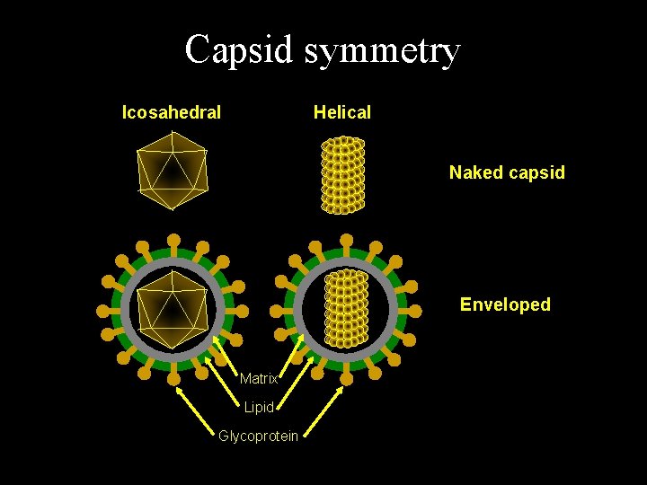 Capsid symmetry Icosahedral Helical Naked capsid Enveloped Matrix Lipid Glycoprotein 