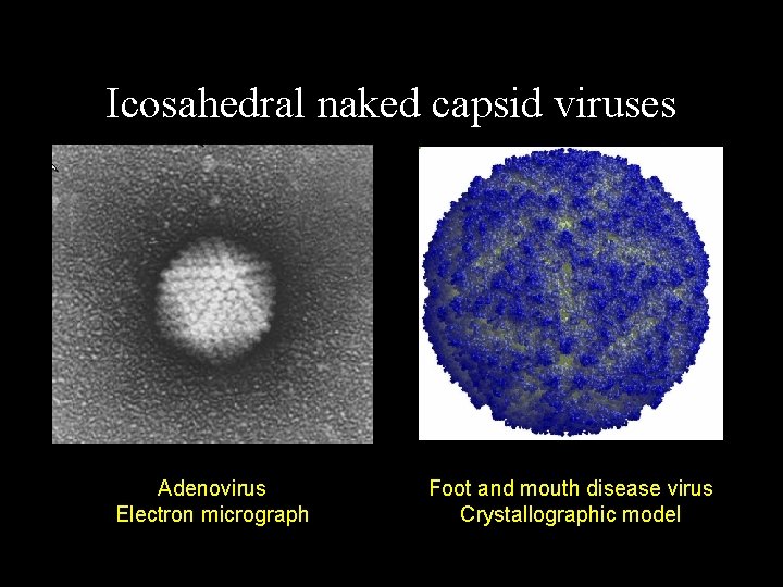 Icosahedral naked capsid viruses Adenovirus Electron micrograph Foot and mouth disease virus Crystallographic model