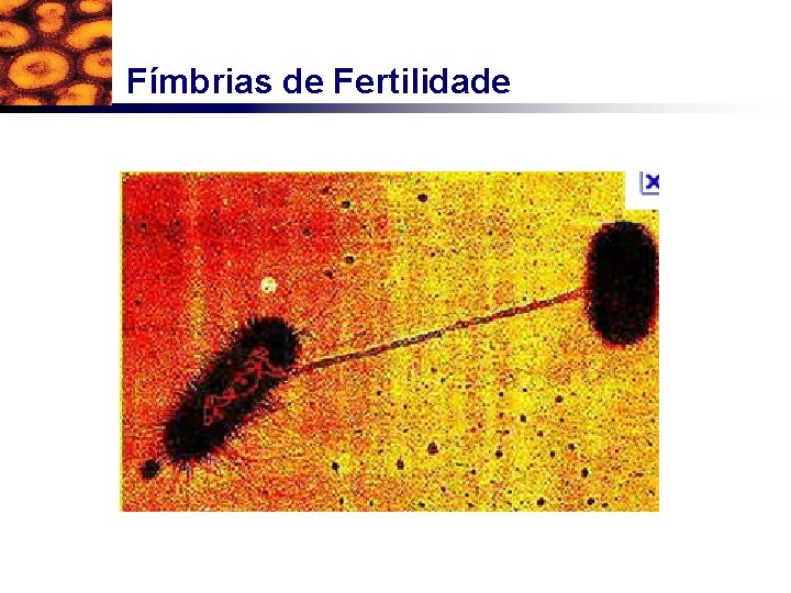 Fímbrias de Fertilidade 