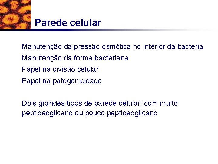 Parede celular Manutenção da pressão osmótica no interior da bactéria Manutenção da forma bacteriana