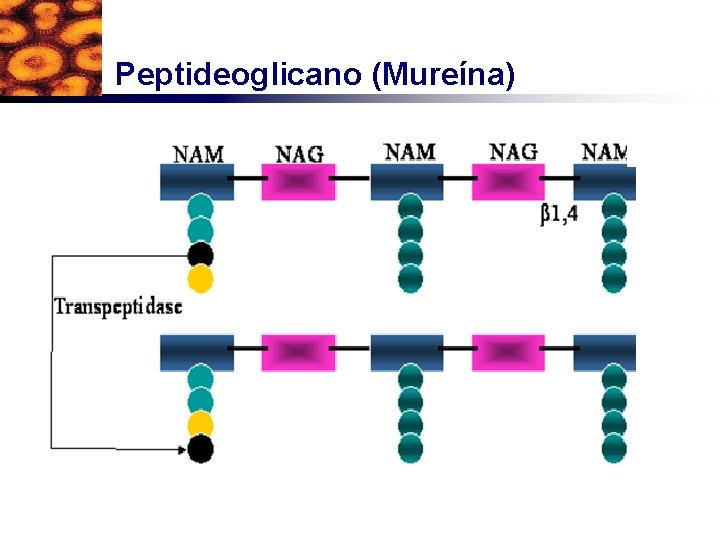 Peptideoglicano (Mureína) 