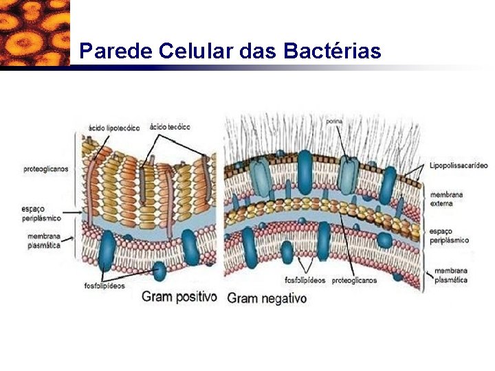 Parede Celular das Bactérias 