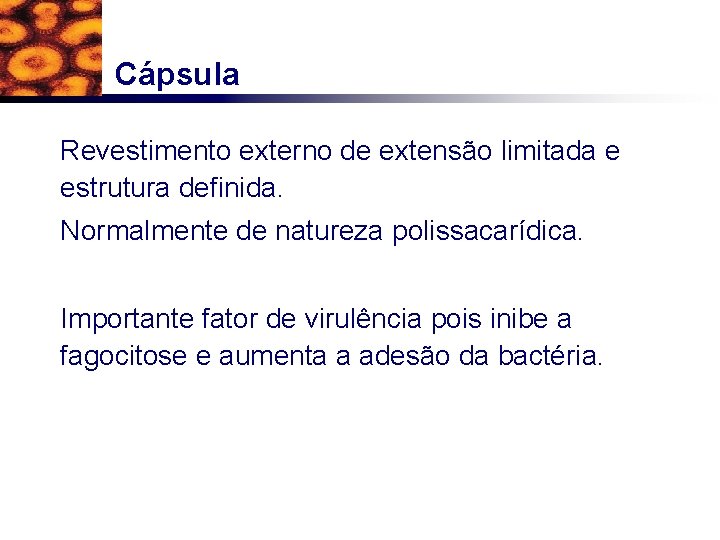 Cápsula Revestimento externo de extensão limitada e estrutura definida. Normalmente de natureza polissacarídica. Importante