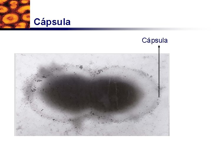 Cápsula 
