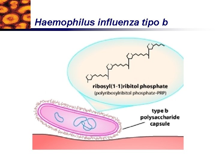 Haemophilus influenza tipo b 