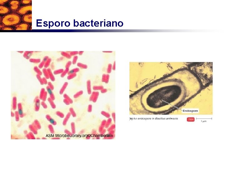Esporo bacteriano 