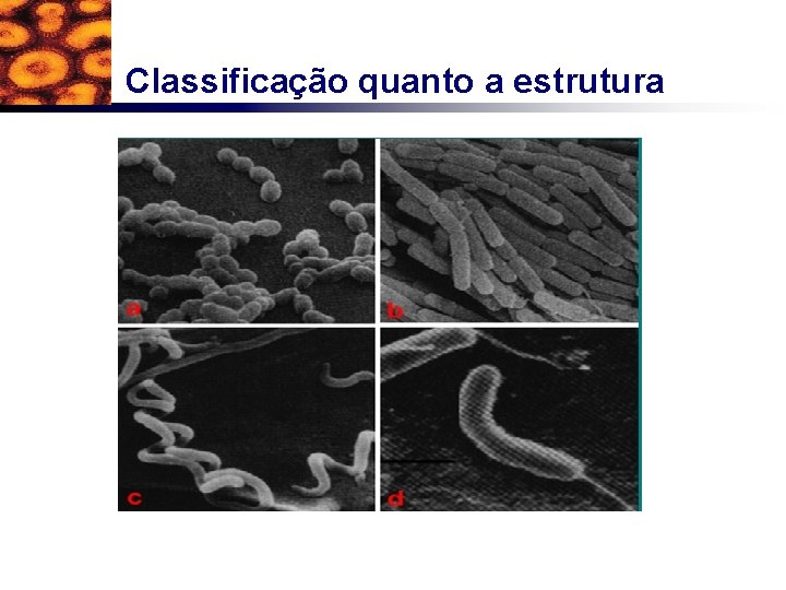 Classificação quanto a estrutura 
