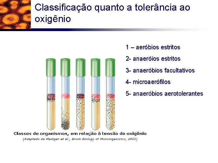 Classificação quanto a tolerância ao oxigênio 1 – aeróbios estritos 2 - anaeróios estritos