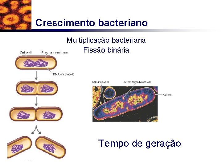 Crescimento bacteriano Multiplicação bacteriana Fissão binária Tempo de geração 