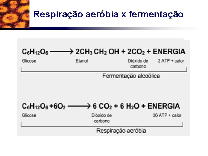 Respiração aeróbia x fermentação 