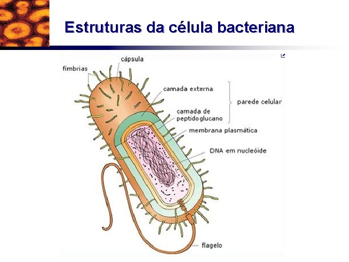 Estruturas da célula bacteriana 