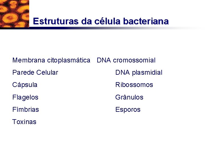 Estruturas da célula bacteriana Membrana citoplasmática DNA cromossomial Parede Celular DNA plasmidial Cápsula Ribossomos