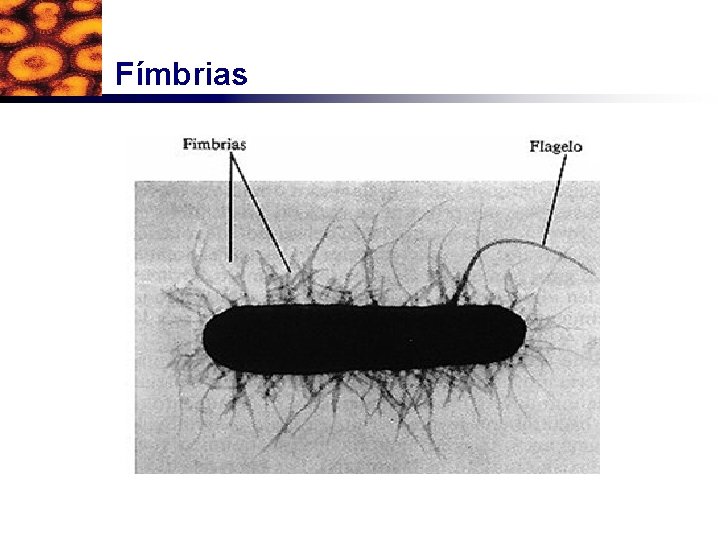 Fímbrias 