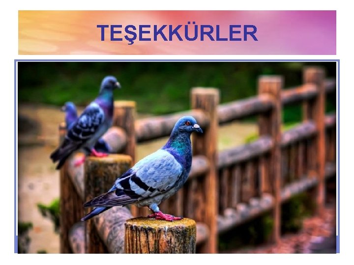 TEŞEKKÜRLER 