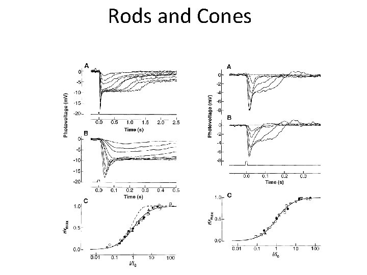 Rods and Cones 