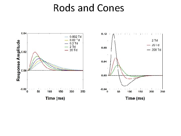 Rods and Cones 