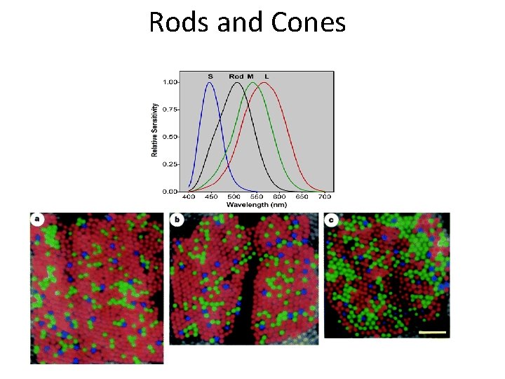 Rods and Cones 