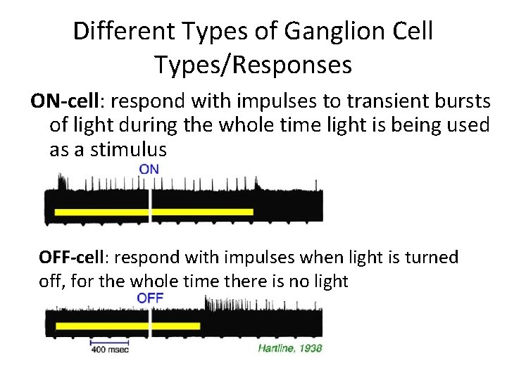 Different Types of Ganglion Cell Types/Responses ON-cell: respond with impulses to transient bursts of